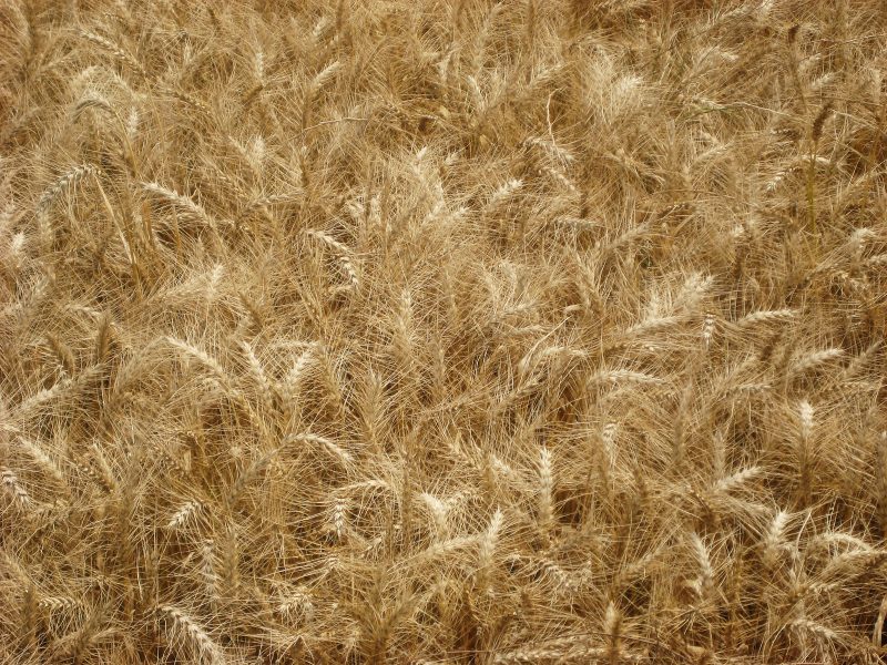 Børnehøstgudstjeneste i Kirke Sonnerup